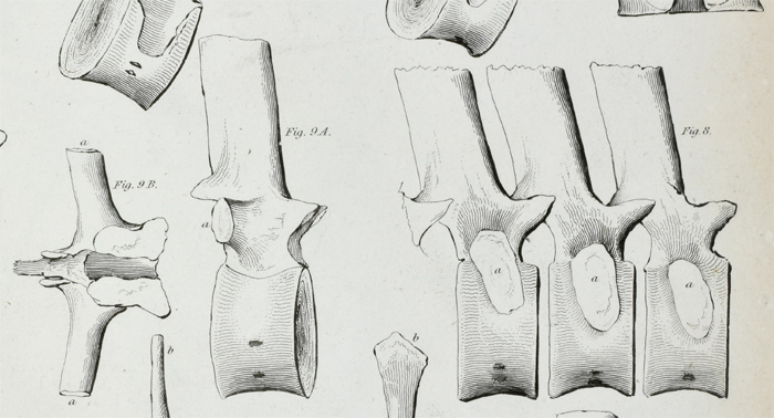 vertebrae